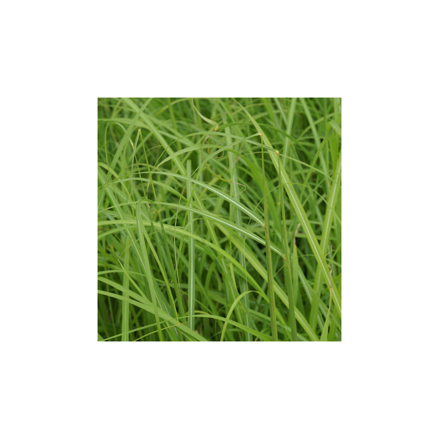 Plantes Vivaces MISCANTHUS transmorrisonensis - Eulalie en vente - Roseau de Chine en vente - Pépinière Lepage .