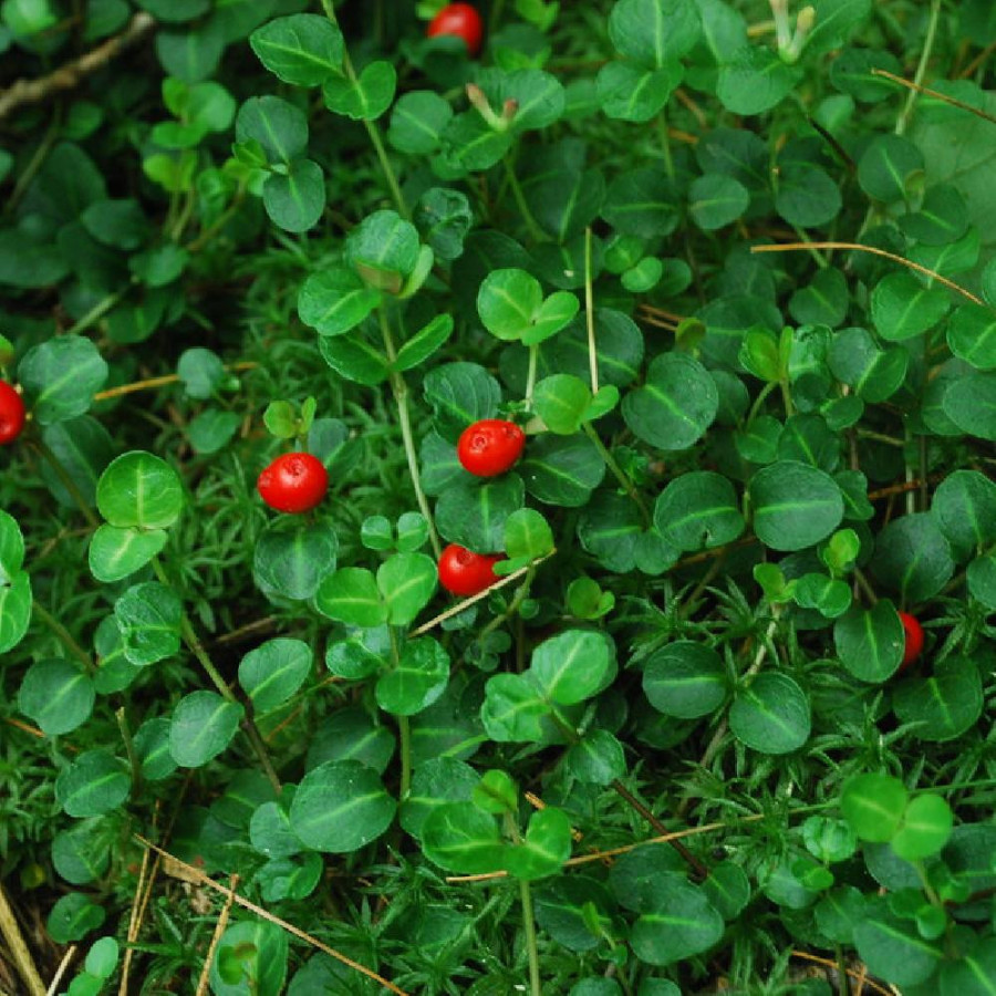 Plantes Vivaces MITCHELLA repens - Pain de Perdrix en vente - Pépinière Lepage .
