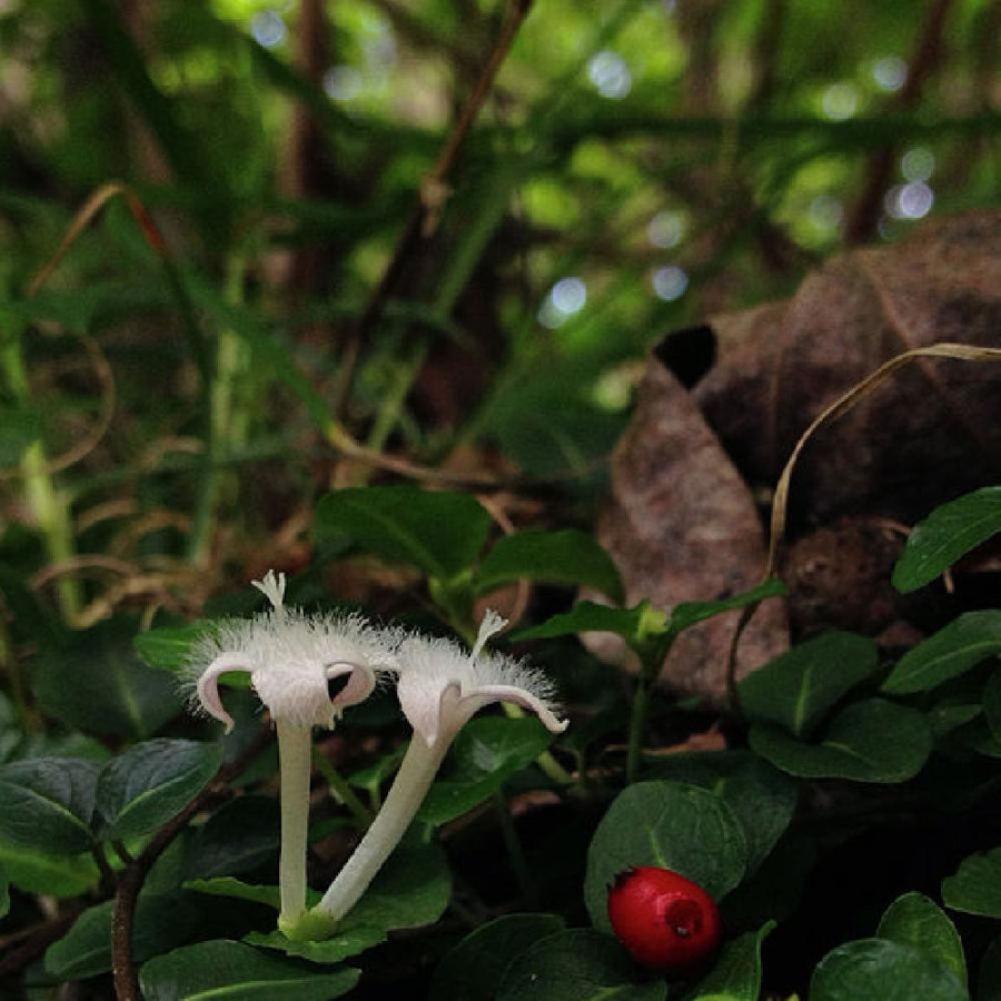 Plantes Vivaces MITCHELLA repens - Pain de Perdrix en vente - Pépinière Lepage .