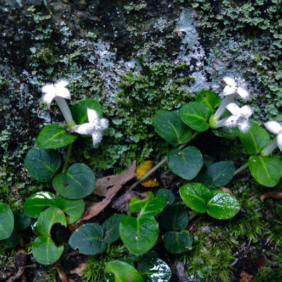 Plantes Vivaces MITCHELLA repens - Pain de Perdrix en vente - Pépinière Lepage .