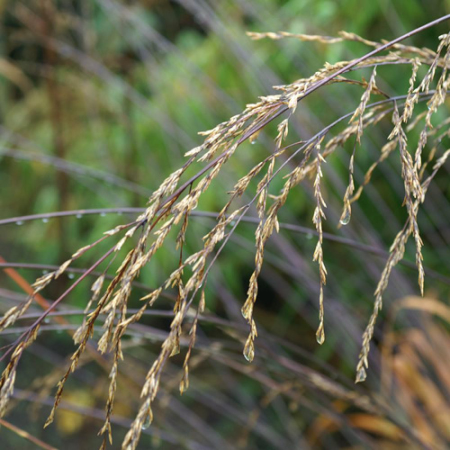 Plantes Vivaces MOLINIA arundinacea 'Les Ponts de Cé' - Molinie en vente - Pépinière Lepage .