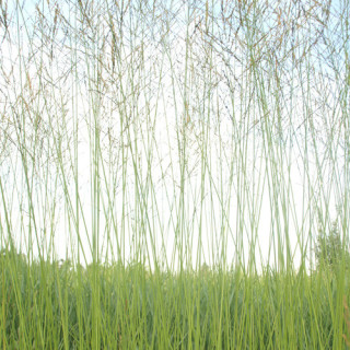 plantes-vivaces-molinia-arundinacea-skyracer-molinie-en-vente-pepiniere-lepage-