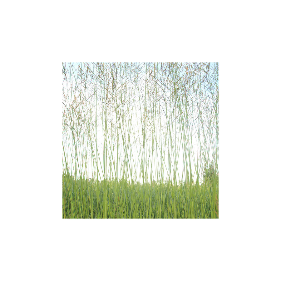 Plantes Vivaces MOLINIA arundinacea 'Skyracer' - Molinie en vente - Pépinière Lepage .