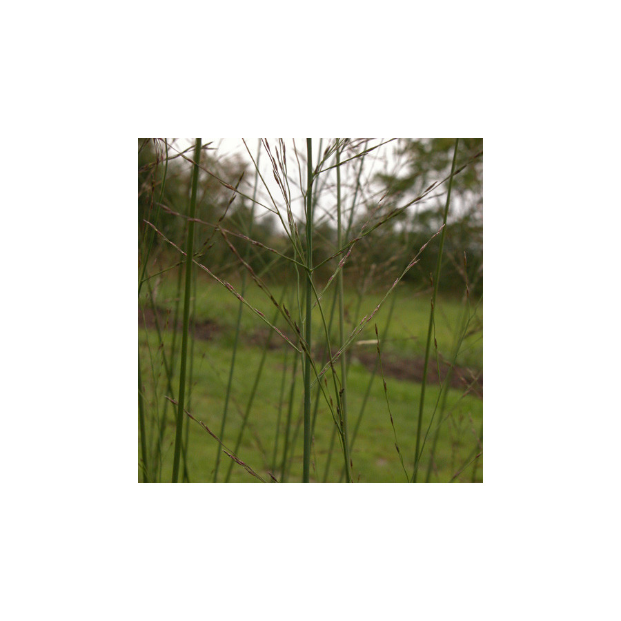 plantes-vivaces-molinia-arundinacea-transparent-molinie-en-vente-pepiniere-lepage-