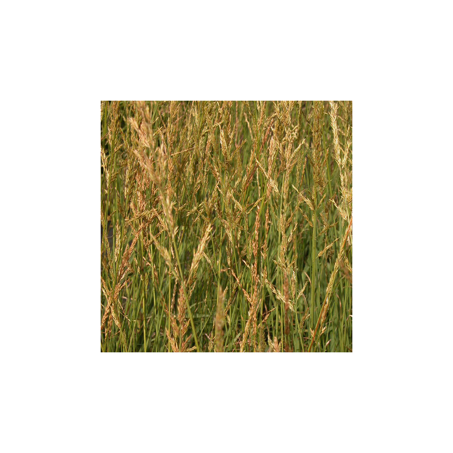 plantes-vivaces-molinia-arundinacea-windspiel-molinie-en-vente-pepiniere-lepage-