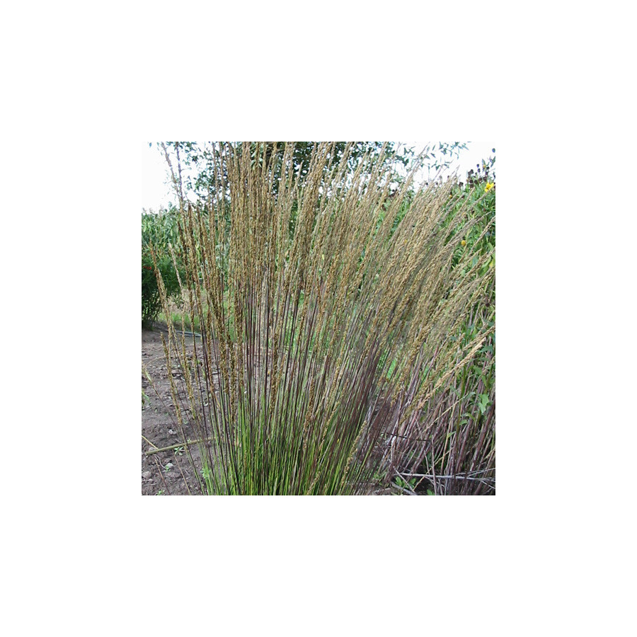 Plantes Vivaces MOLINIA caerulea 'Dauerstrahl' - Molinie en vente - Pépinière Lepage .