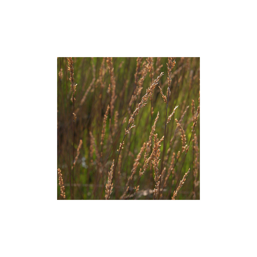 Plantes Vivaces MOLINIA caerulea 'Edith Dudszus' - Molinie en vente - Pépinière Lepage .