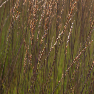 Plantes Vivaces MOLINIA caerulea 'Edith Dudszus' - Molinie en vente - Pépinière Lepage .