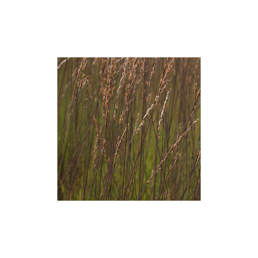 Plantes Vivaces MOLINIA caerulea 'Edith Dudszus' - Molinie en vente - Pépinière Lepage .