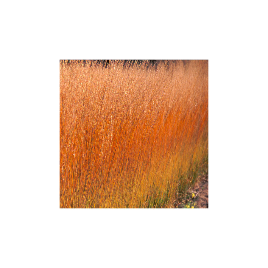 Plantes Vivaces MOLINIA caerulea 'Heidebraut' - Molinie en vente - Pépinière Lepage .