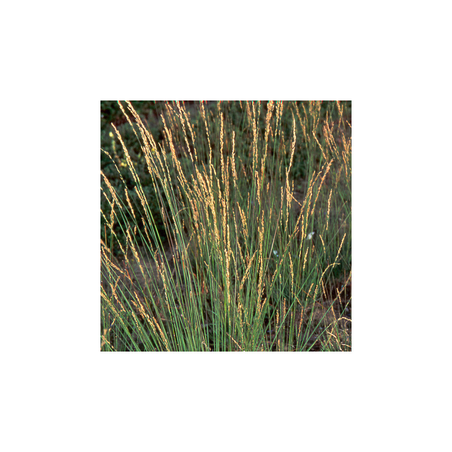 Plantes Vivaces MOLINIA caerulea 'Heidebraut' - Molinie en vente - Pépinière Lepage .