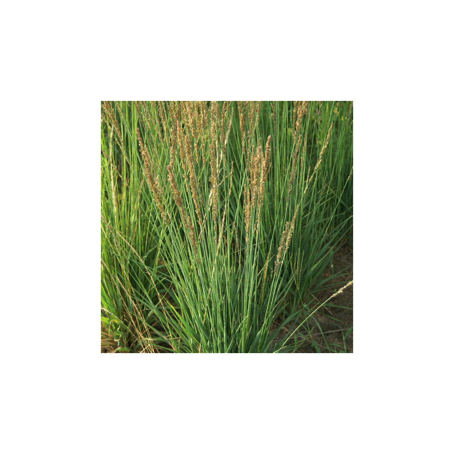 plantes-vivaces-molinia-caerulea-moorhexe-molinie-en-vente-pepiniere-lepage-
