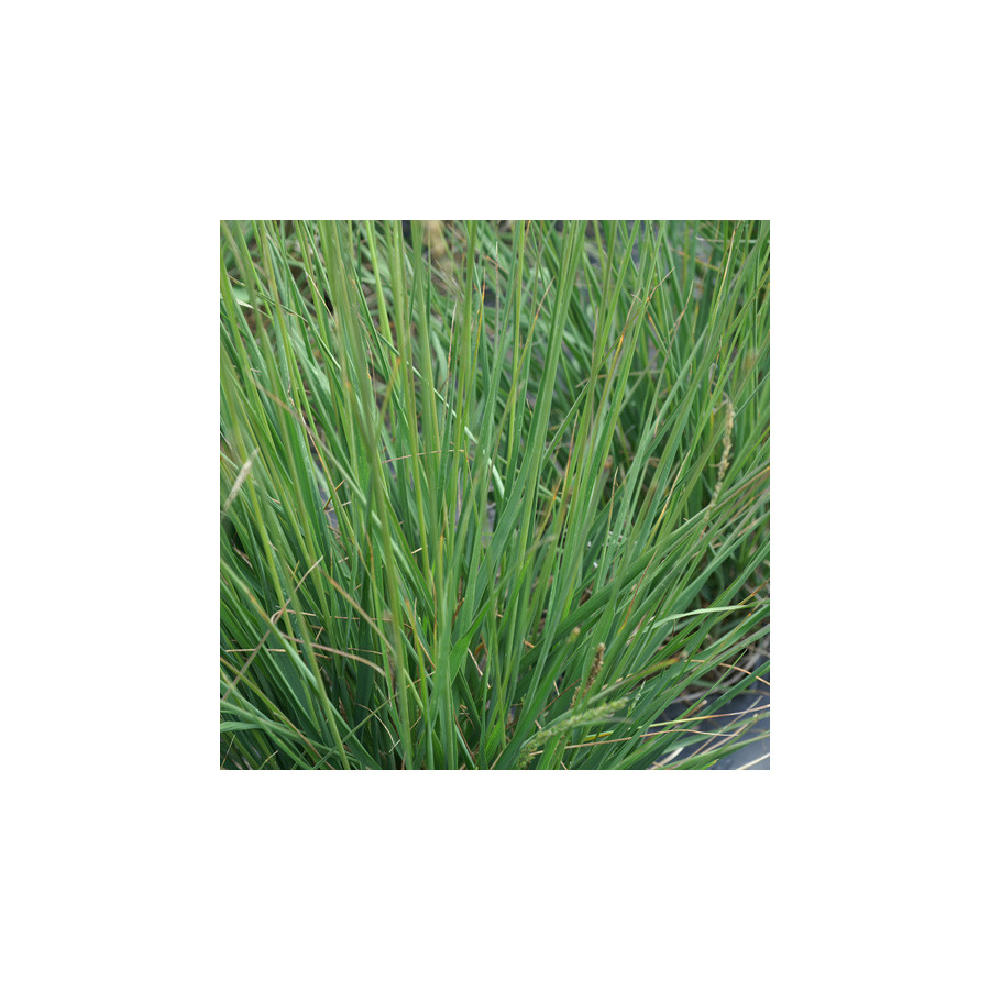 Plantes Vivaces MOLINIA caerulea 'Overdam' - Molinie en vente - Pépinière Lepage .