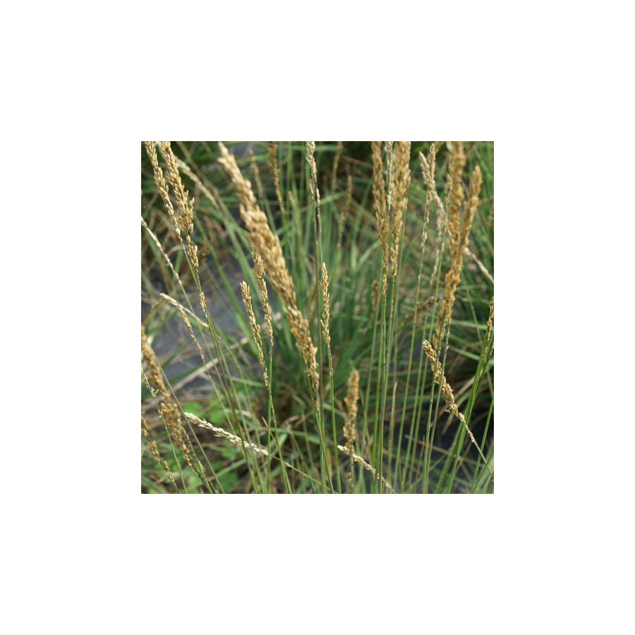 Plantes Vivaces MOLINIA caerulea 'Overdam' - Molinie en vente - Pépinière Lepage .