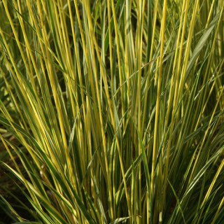 Plantes Vivaces MOLINIA caerulea 'Variegata' - Molinie en vente - Pépinière Lepage .