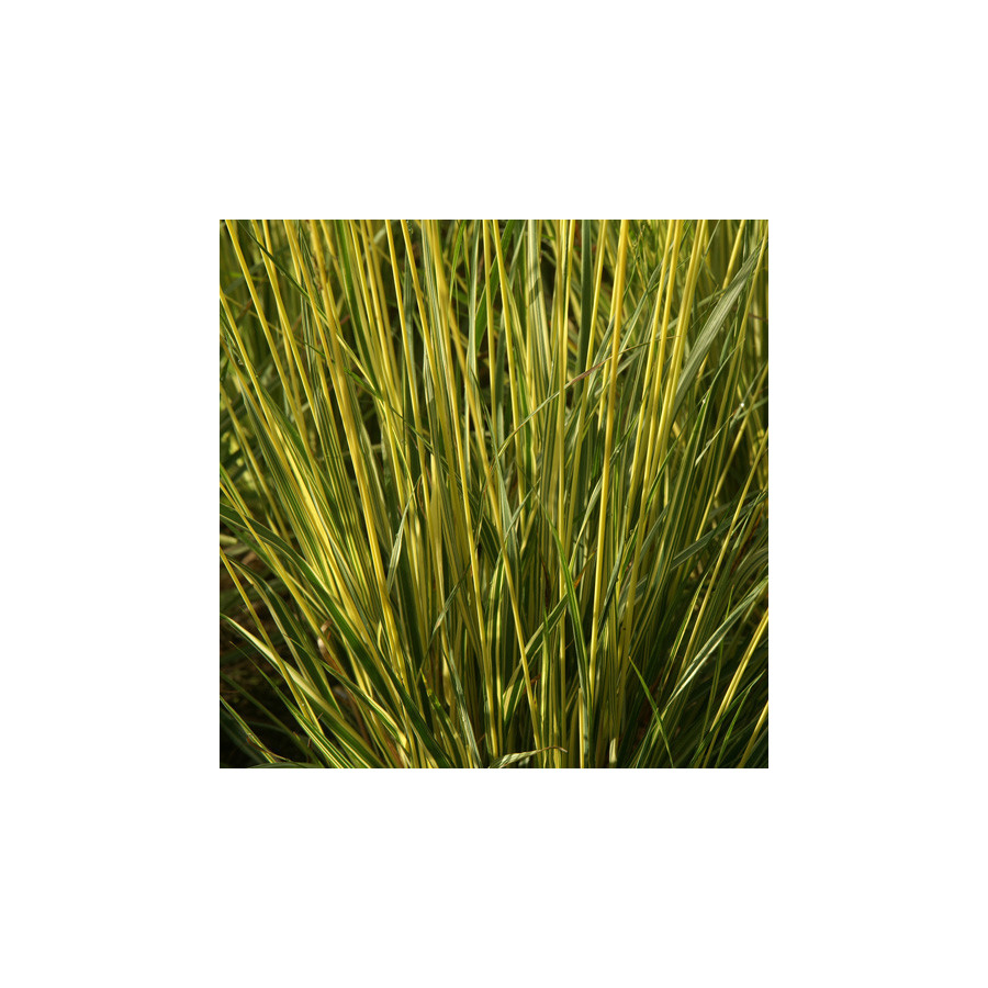 Plantes Vivaces MOLINIA caerulea 'Variegata' - Molinie en vente - Pépinière Lepage .