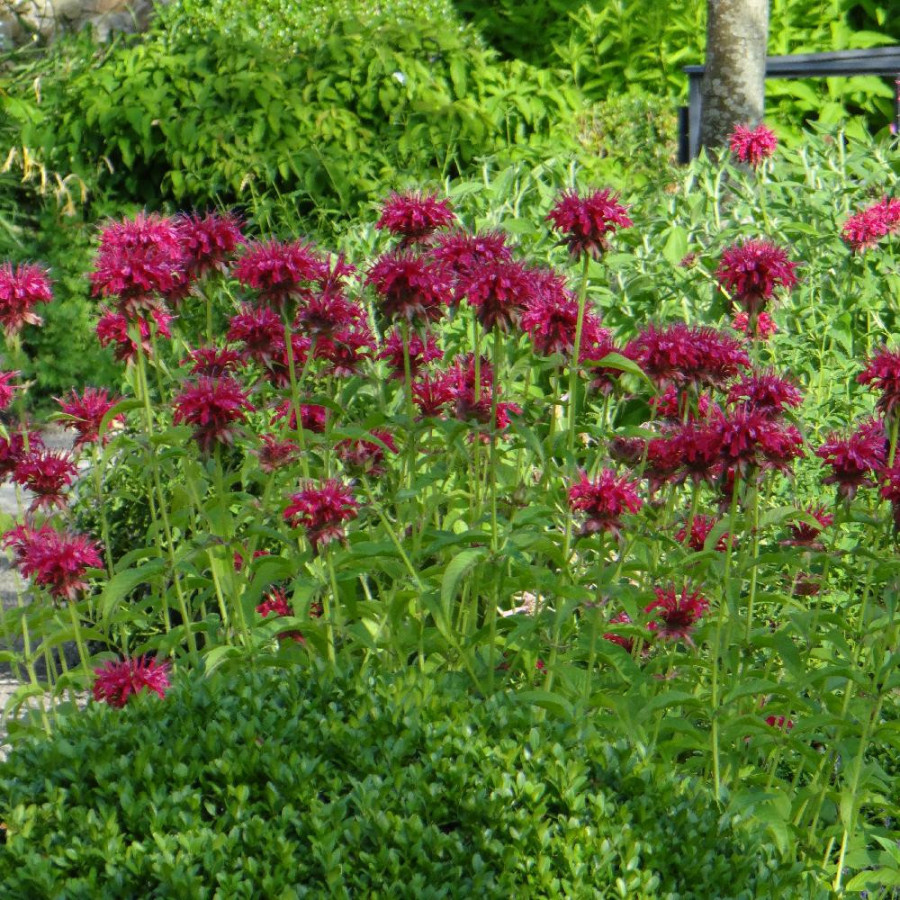 MONARDA 'Bee True' ®