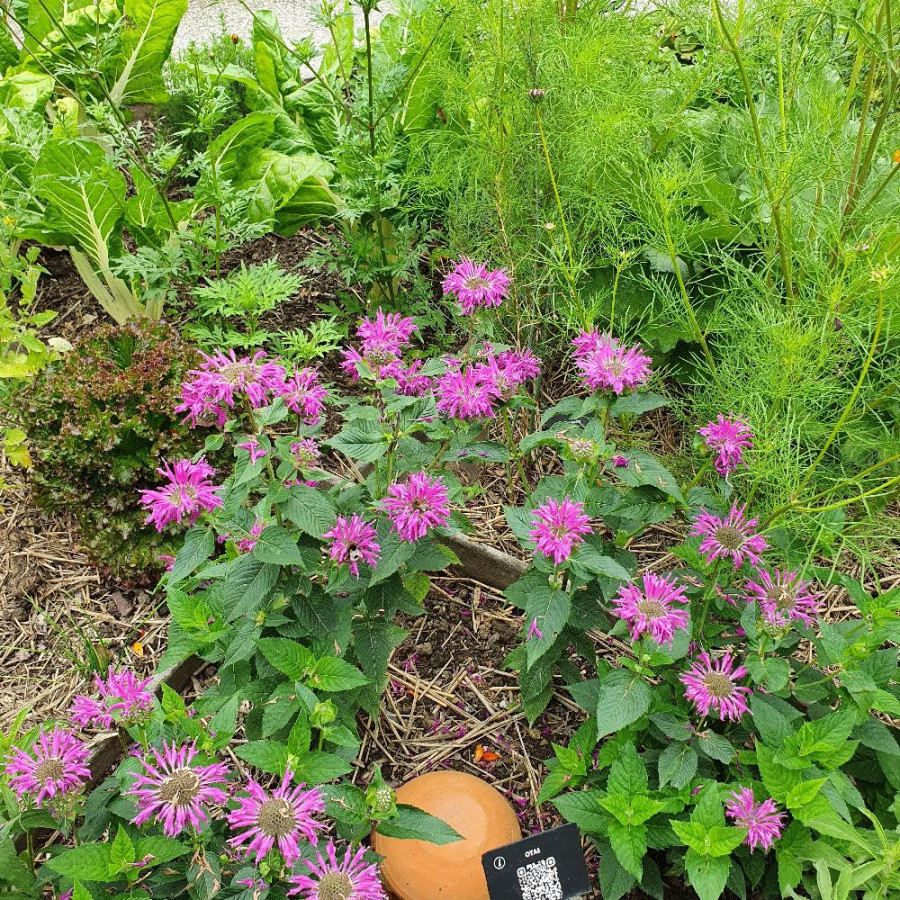 MONARDA 'Bee True' ®