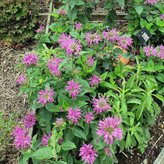 MONARDA 'Bee True' ®