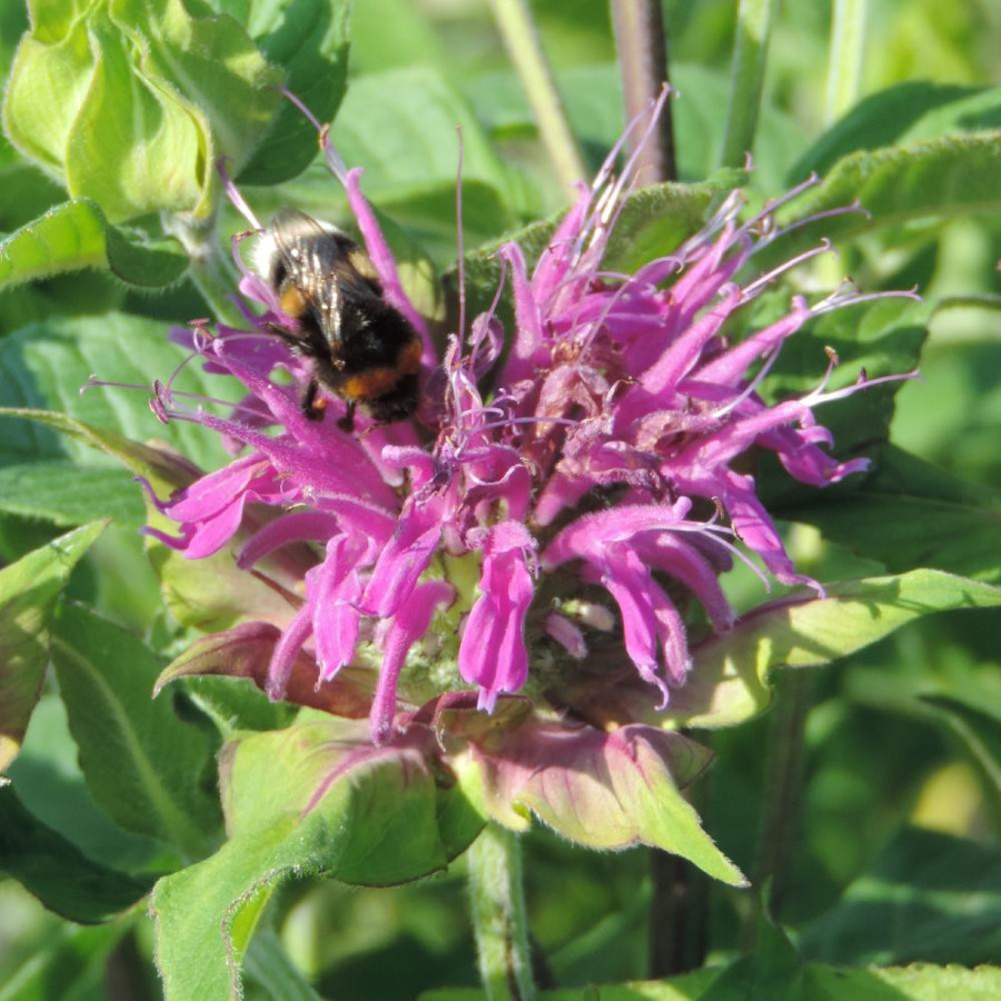 Plantes Vivaces MONARDA 'Blaustrumpf' - Monarde (Thé d'Oswego) en vente - Pépinière Lepage .