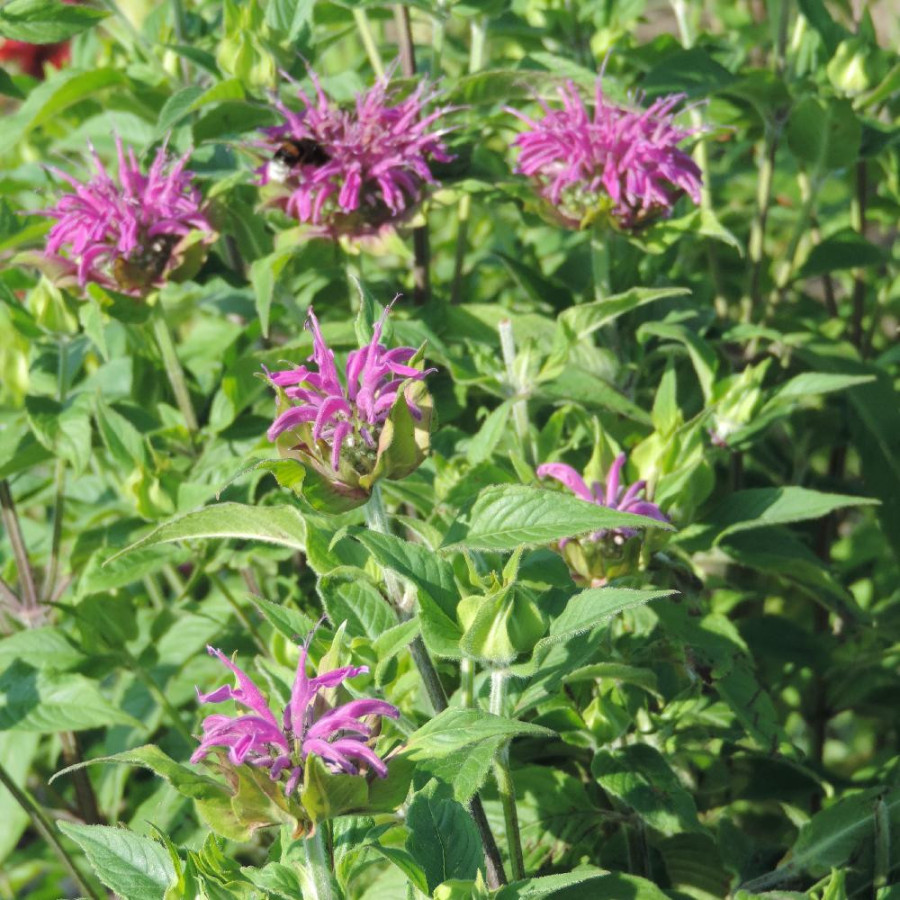 Plantes Vivaces MONARDA 'Blaustrumpf' - Monarde (Thé d'Oswego) en vente - Pépinière Lepage .