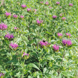 Plantes Vivaces MONARDA 'Blaustrumpf' - Monarde (Thé d'Oswego) en vente - Pépinière Lepage .
