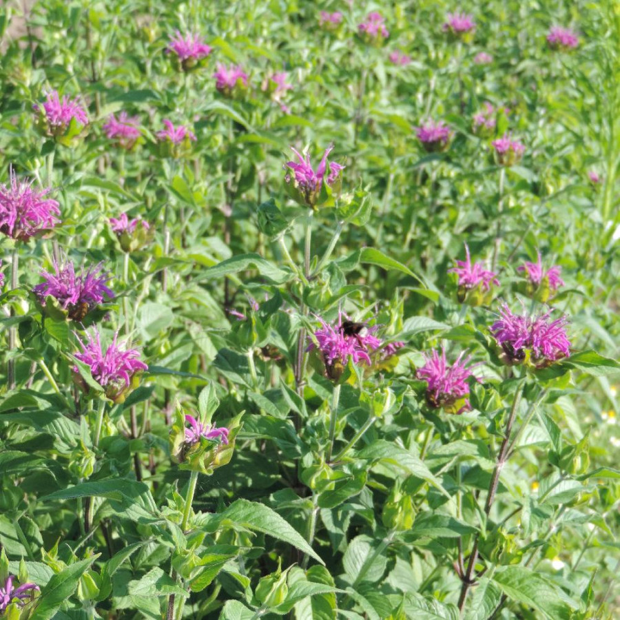 Plantes Vivaces MONARDA 'Blaustrumpf' - Monarde (Thé d'Oswego) en vente - Pépinière Lepage .