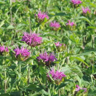 Plantes Vivaces MONARDA 'Blaustrumpf' - Monarde (Thé d'Oswego) en vente - Pépinière Lepage .