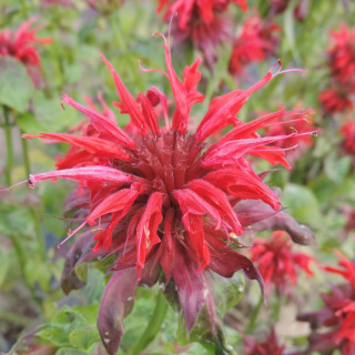 plantes-vivaces-monarda-cambridge-scarlet-monarde-the-d-oswego-en-vente-pepiniere-lepage-
