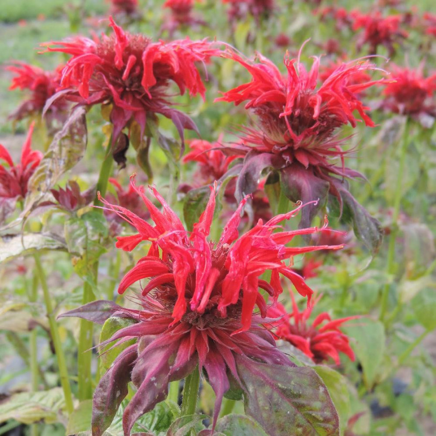 Plantes Vivaces MONARDA 'Cambridge Scarlet' - Monarde (Thé d'Oswego) en vente - Pépinière Lepage .