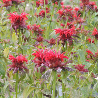 Plantes Vivaces MONARDA 'Cambridge Scarlet' - Monarde (Thé d'Oswego) en vente - Pépinière Lepage .