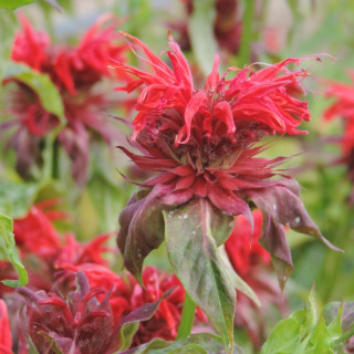 Plantes Vivaces MONARDA 'Cambridge Scarlet' - Monarde (Thé d'Oswego) en vente - Pépinière Lepage .