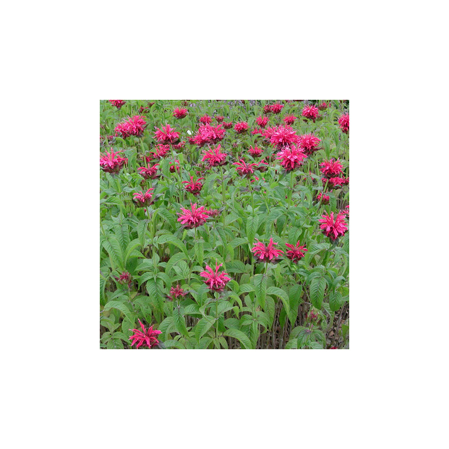 Plantes Vivaces MONARDA 'Mahogany' - Monarde (Thé d'Oswego) en vente - Pépinière Lepage .