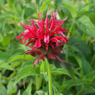 Plantes Vivaces MONARDA 'Mahogany' - Monarde (Thé d'Oswego) en vente - Pépinière Lepage .