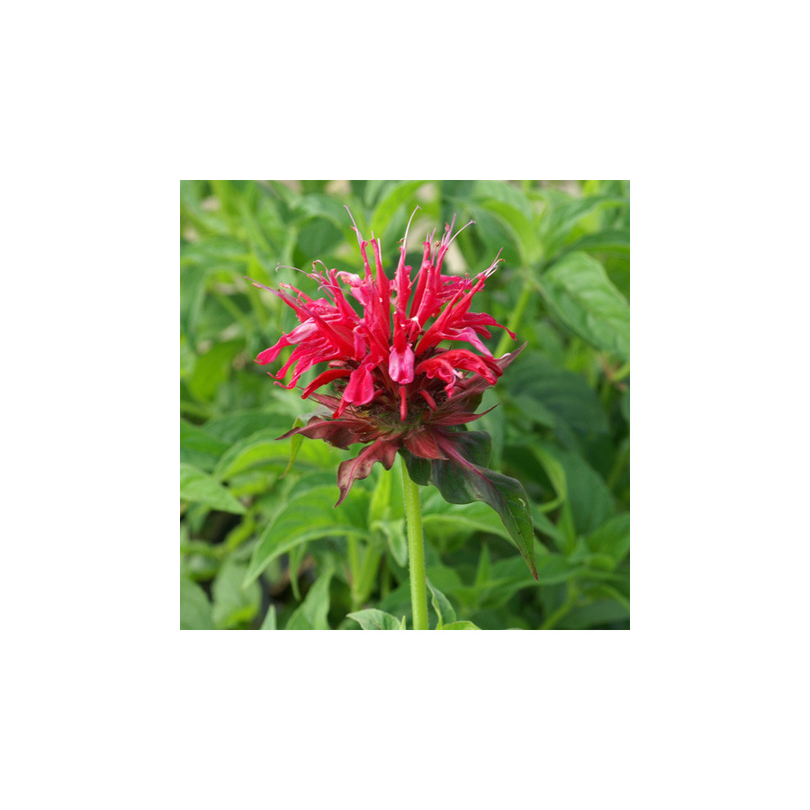 Plantes Vivaces MONARDA 'Mahogany' - Monarde (Thé d'Oswego) en vente - Pépinière Lepage .