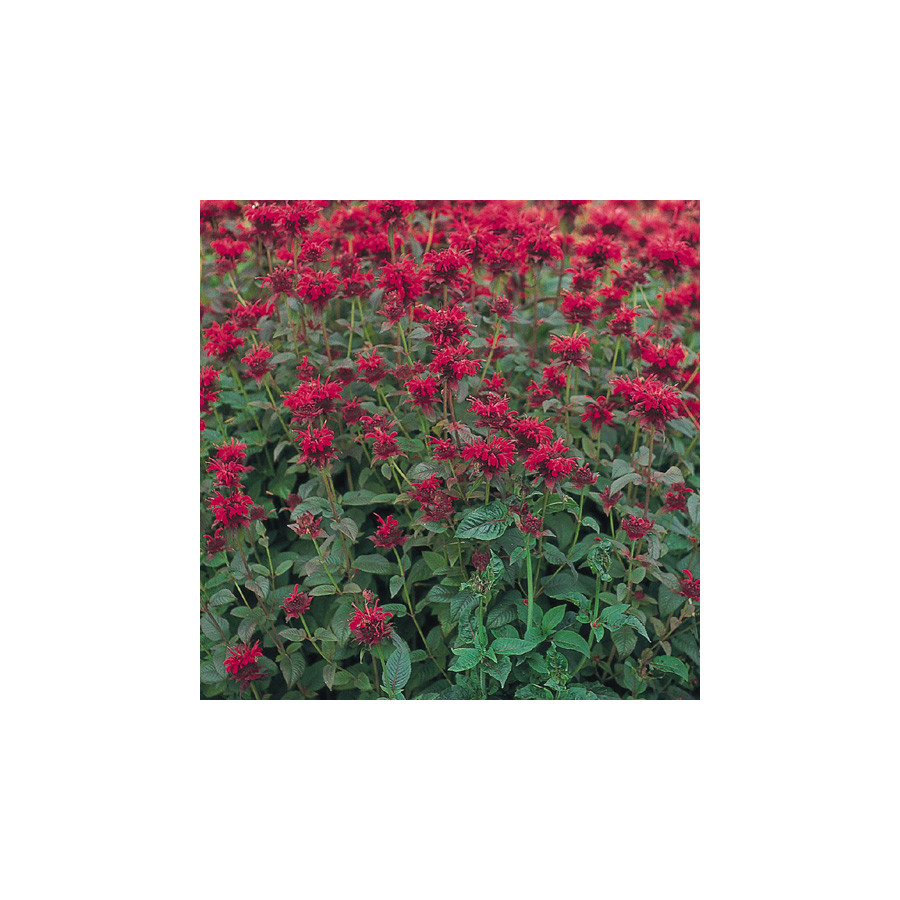 Plantes Vivaces MONARDA 'Panorama' - Monarde en vente - Pépinière Lepage .