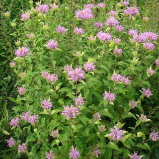 plantes-vivaces-monarda-fistulosa-monarde-en-vente-pepiniere-lepage-