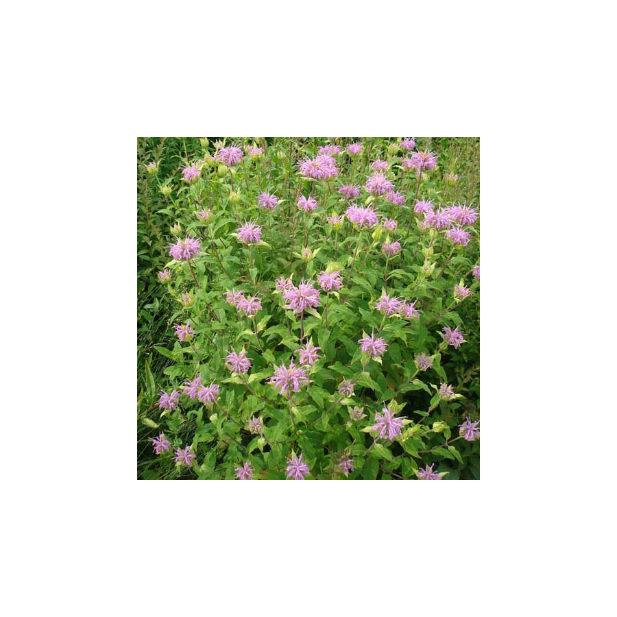 plantes-vivaces-monarda-fistulosa-monarde-en-vente-pepiniere-lepage-