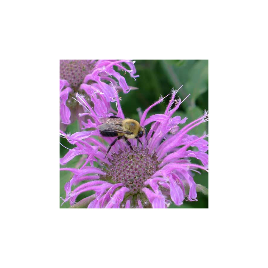 plantes-vivaces-monarda-fistulosa-monarde-en-vente-pepiniere-lepage-