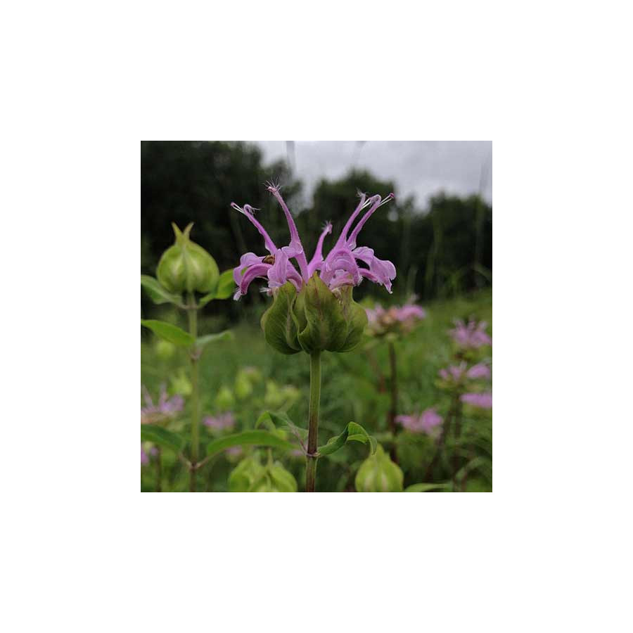 plantes-vivaces-monarda-fistulosa-monarde-en-vente-pepiniere-lepage-