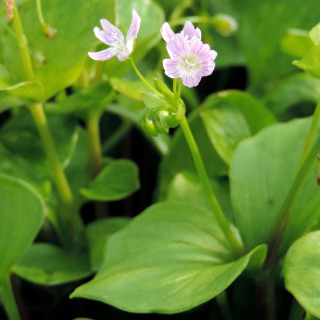 plantes-vivaces-montia-sibirica-montie-en-vente-pepiniere-lepage-