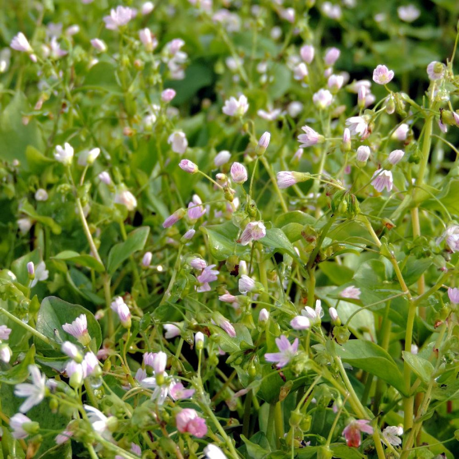 Plantes Vivaces MONTIA sibirica - Montie en vente - Pépinière Lepage .