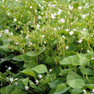 Plantes Vivaces MONTIA sibirica - Montie en vente - Pépinière Lepage .
