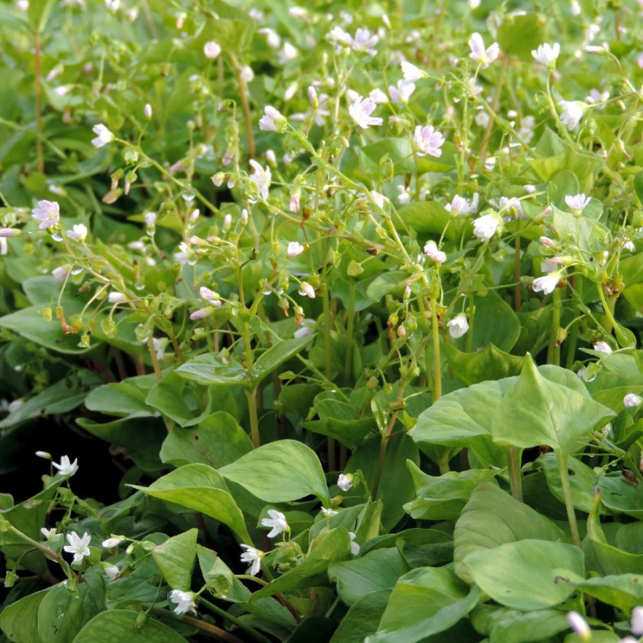 Plantes Vivaces MONTIA sibirica - Montie en vente - Pépinière Lepage .