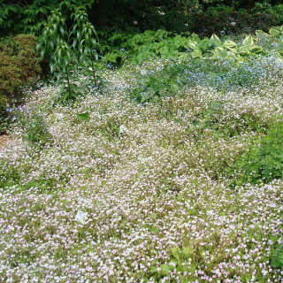 Plantes Vivaces MONTIA sibirica - Montie en vente - Pépinière Lepage .