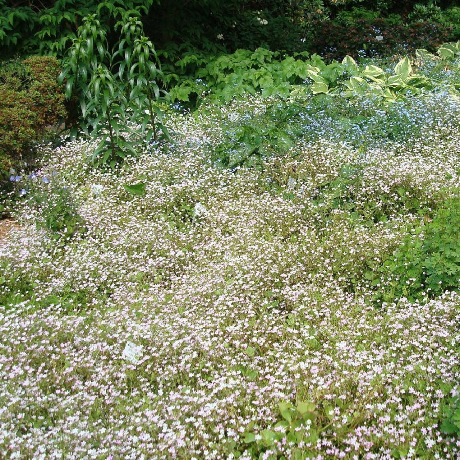 Plantes Vivaces MONTIA sibirica - Montie en vente - Pépinière Lepage .