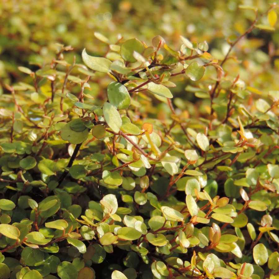 MUEHLENBECKIA complexa 'Golden Girl'