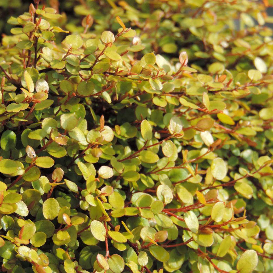 MUEHLENBECKIA complexa 'Golden Girl'