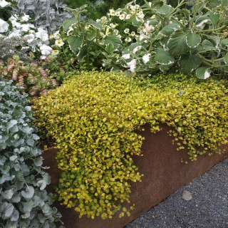 MUEHLENBECKIA complexa 'Golden Girl'