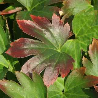 plantes-vivaces-mukdenia-rossii-lierre-de-mandchourie-en-vente-pepiniere-lepage-